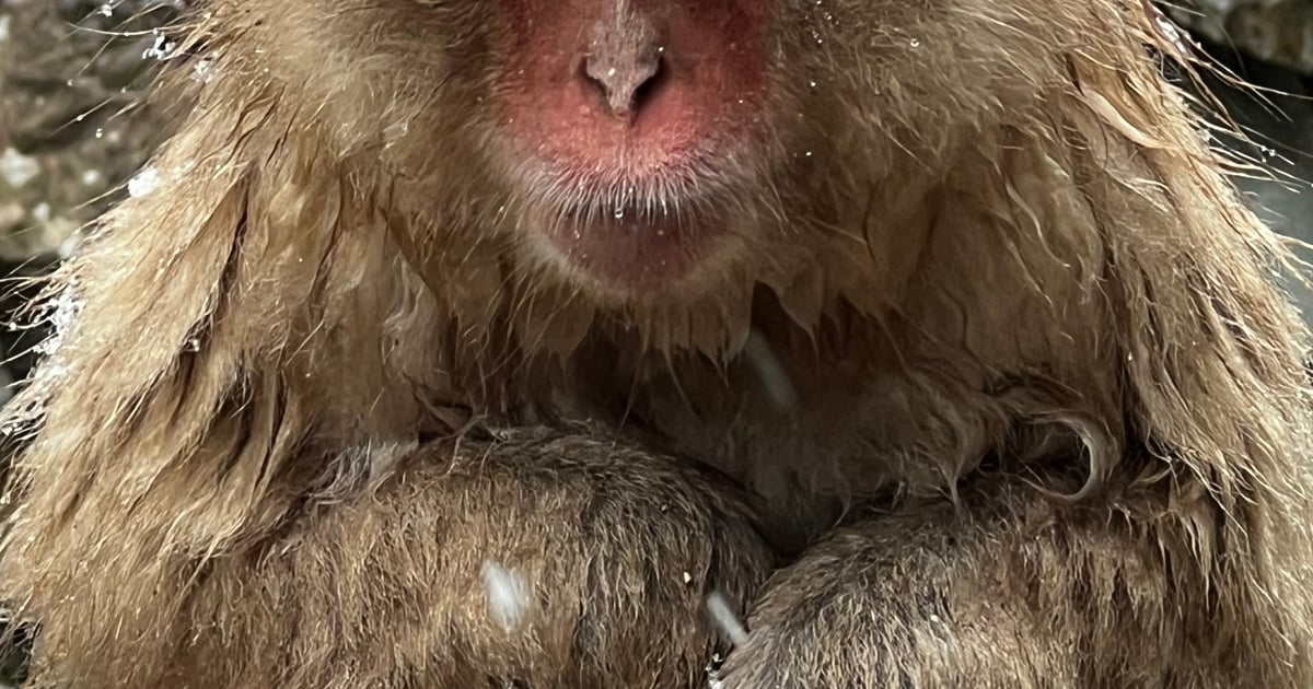 地獄谷野猿公苑
