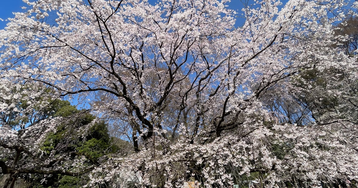 리쿠기엔 수양 벚나무 대목